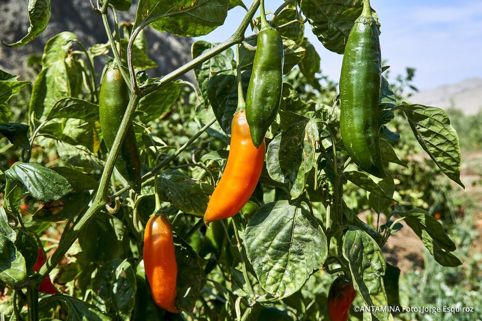 aji