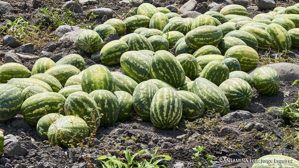 caratula
