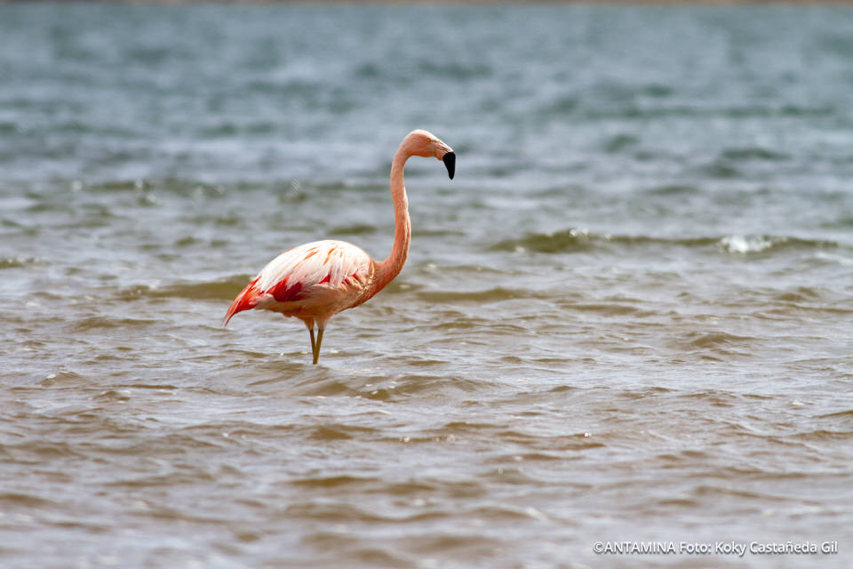 pelicanos